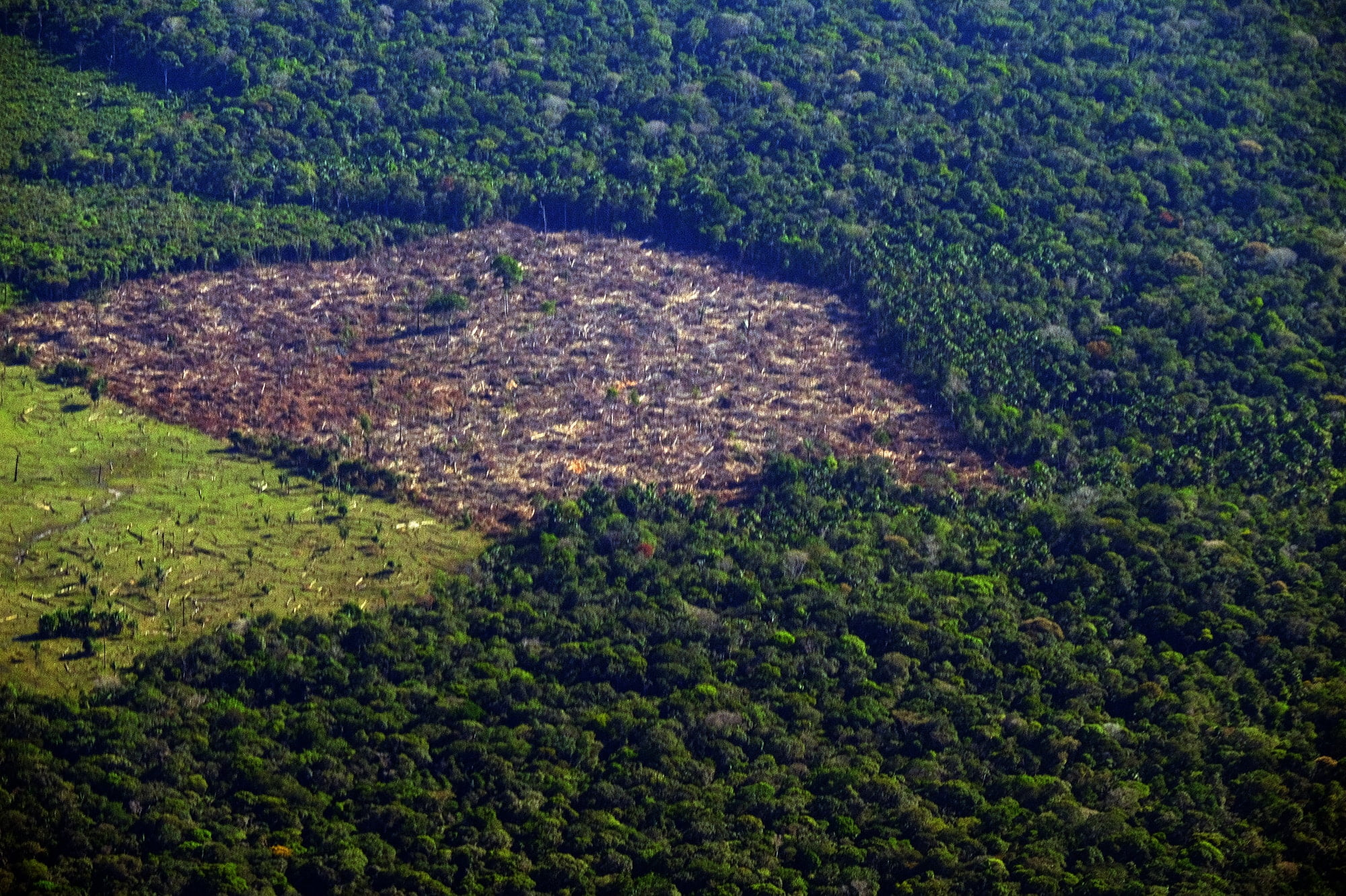 INPE: Desmatamento cai na Amazônia