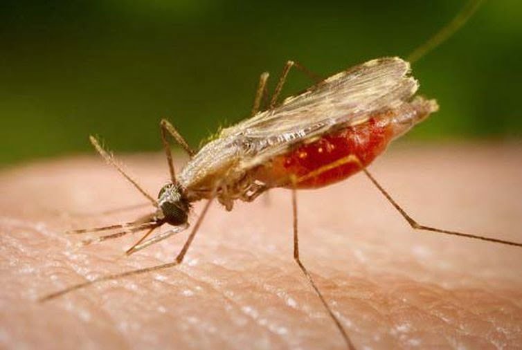 Casos de febre do Mayaro disparam no Norte do Brasil e acendem alerta de saúde pública