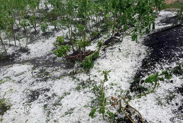 Granizo em plantação na área rural de Minas Gerais. Mostra pedras d egelo cobrindo a terra.