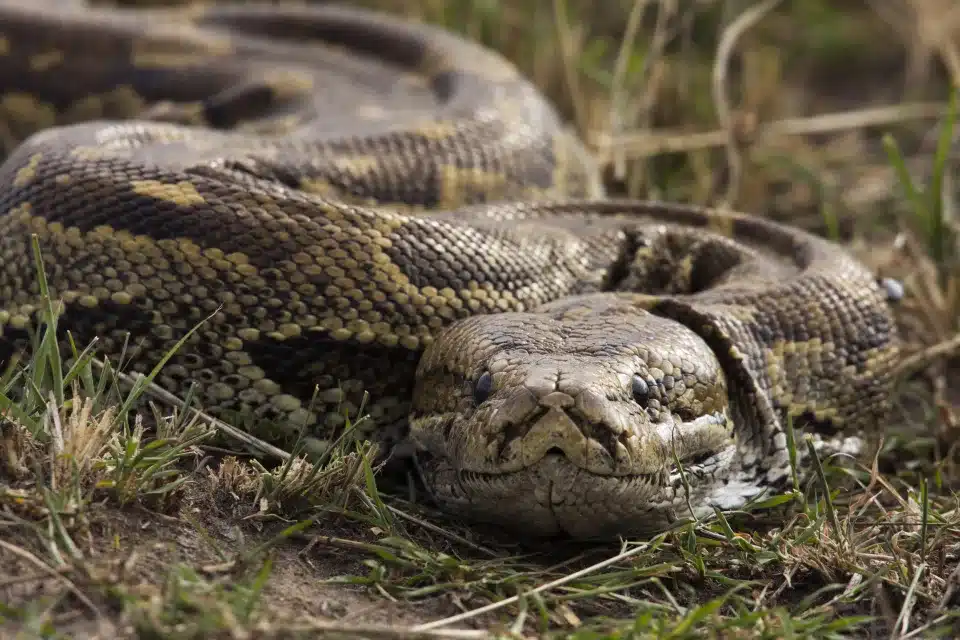 Menino de 5 anos é atacado por cobra e arrastado para piscina e salvo pelo avô