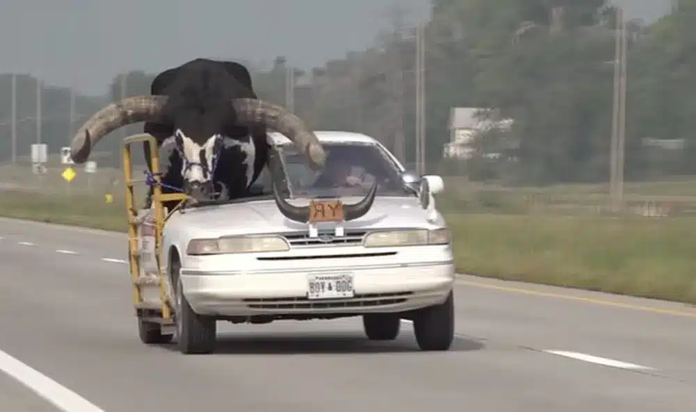 Homem é parado pela polícia em Nebraska por transportar touro gigante no banco de passageiro