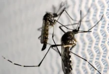 Mortes por dengue em São Paulo sobem para 14; Itaim Bibi e mais 44 bairros enfrentam epidemia