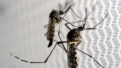 Mortes por dengue em São Paulo sobem para 14; Itaim Bibi e mais 44 bairros enfrentam epidemia