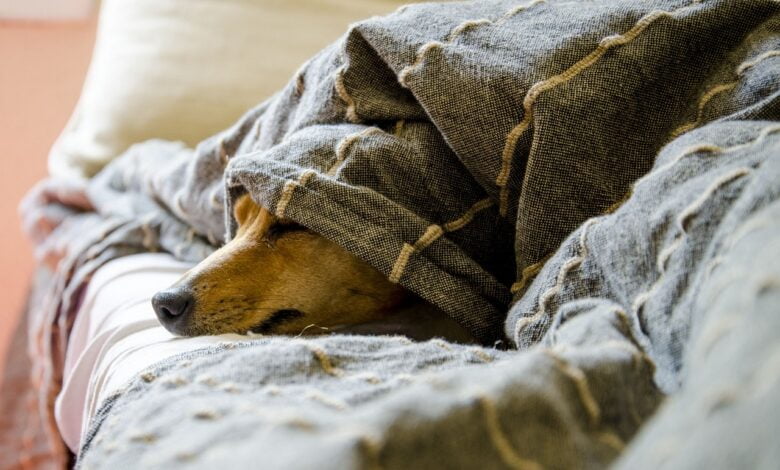 Envenenamento em pet: saiba quais são os primeiros socorros nesses casos