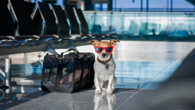 Novas regras para entrada de cães nos EUA entram em vigor em agosto