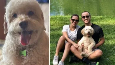 Cão morre eletrocutado após pisar em fio de alta tensão que se rompeu na Zona Sul de SP