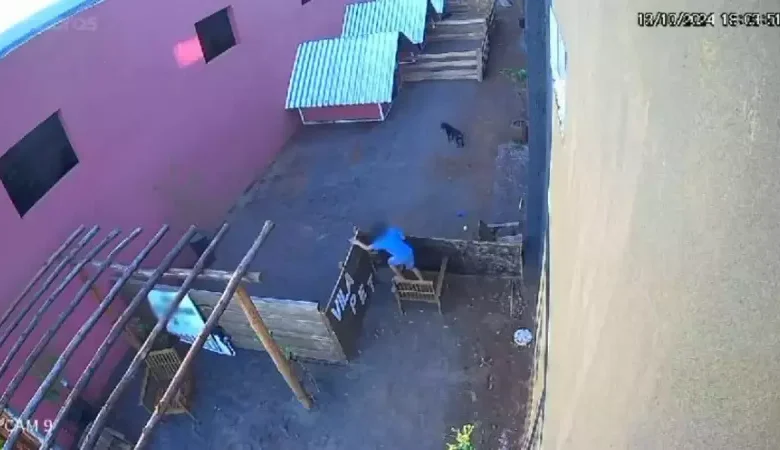 Menino de 9 anos invade fazenda e mata 23 animais no Paraná