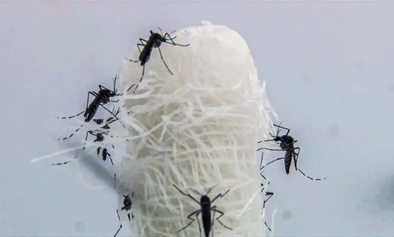 Casos de Dengue Disparam em São Paulo: Estado Registra Quase 100 Mil Infecções e 28 Mortes