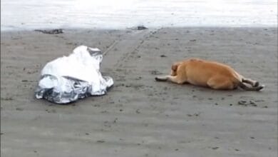 Cão fiel fica ao lado do corpo de dono após afogamento em Balneário Camboriú