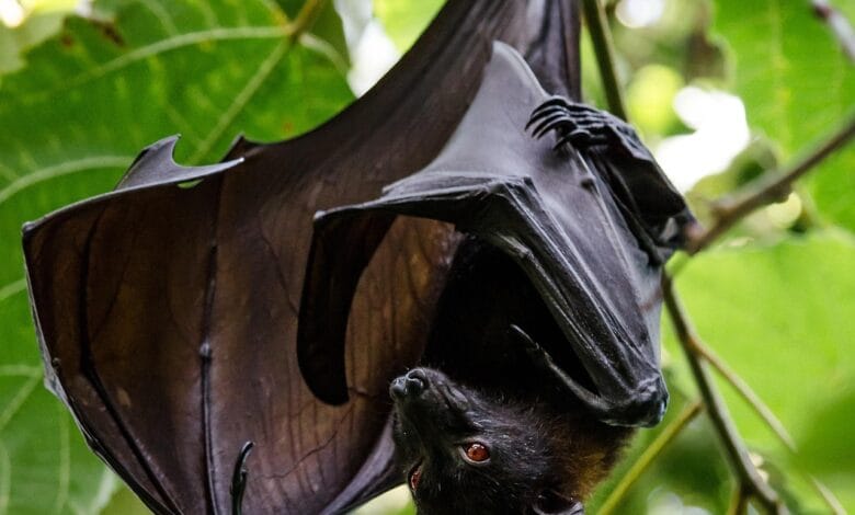 Descoberta de novo coronavírus em morcegos na China gera preocupações globais