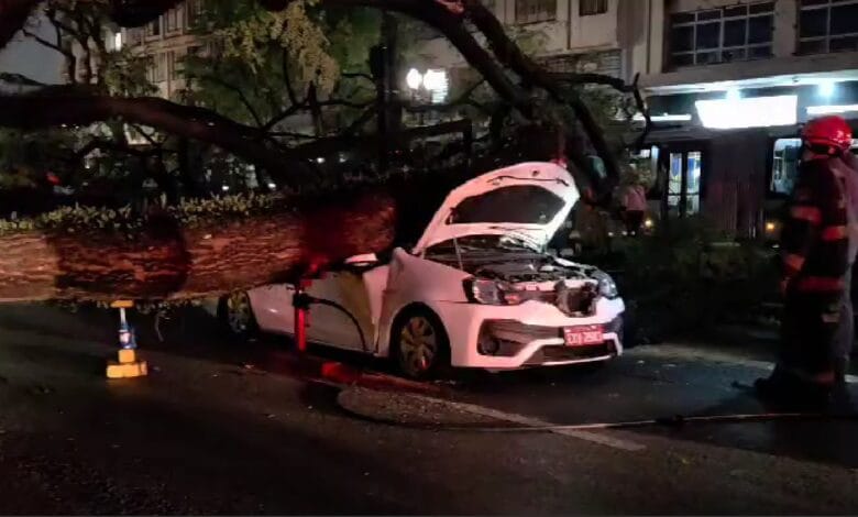 Taxista morre após árvore cair sobre carro durante temporal em São Paulo; corpo é cremado nesta quinta-feira (13)