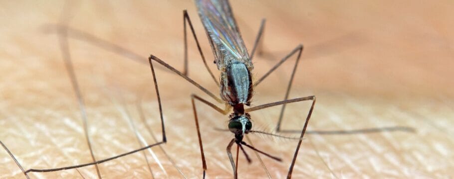 Complicações da malária: entenda os riscos da doença que afetou Sebastião Salgado