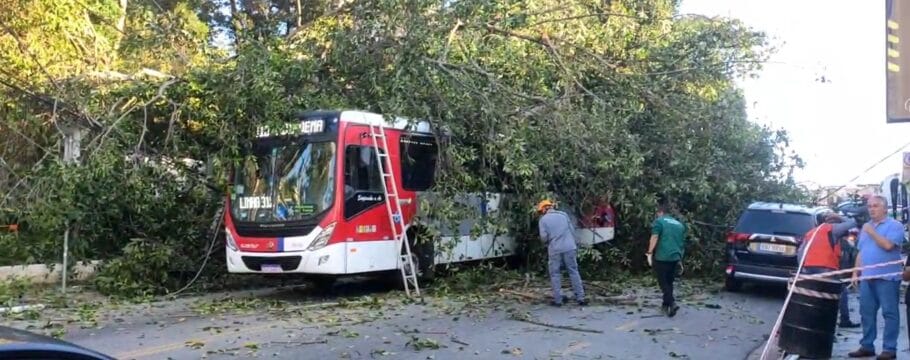 Árvore de grande porte cai sobre ônibus em Diadema, no ABC Paulista