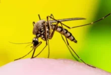 Brasil lidera casos de febre amarela em 2025, alerta OMS