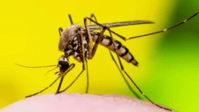 Brasil lidera casos de febre amarela em 2025, alerta OMS