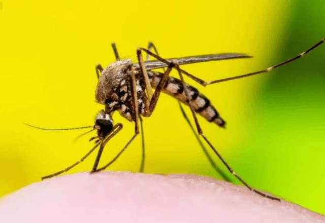 Brasil lidera casos de febre amarela em 2025, alerta OMS