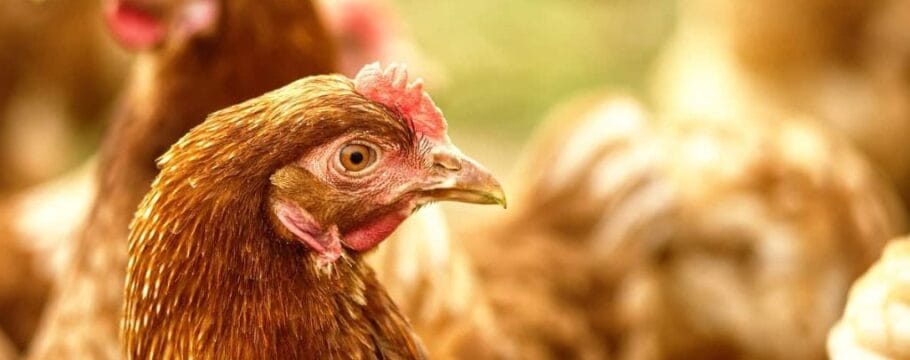 China, União Europeia e Argentina suspendem importações de carne de frango do Brasil após caso de gripe aviária