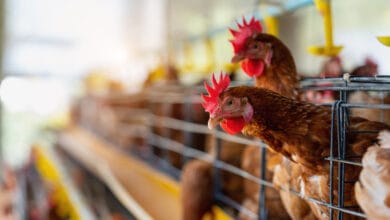 Gripe aviária: Índia, Namíbia e Albânia suspendem importação de frango de todo o Brasil