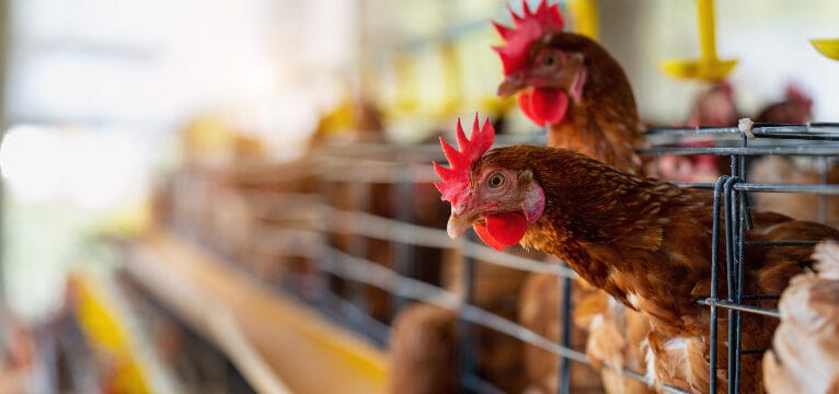 Gripe aviária: Índia, Namíbia e Albânia suspendem importação de frango de todo o Brasil