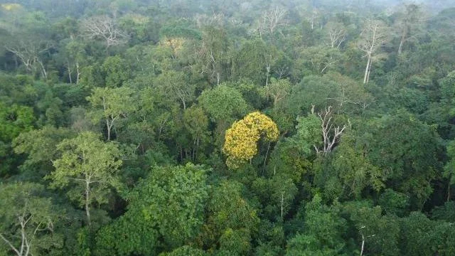 Senado aprova novo marco legal do licenciamento ambiental
