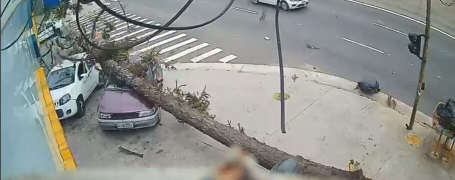 Vídeo mostra árvore caindo sobre carros estacionados no Jabaquara, em SP