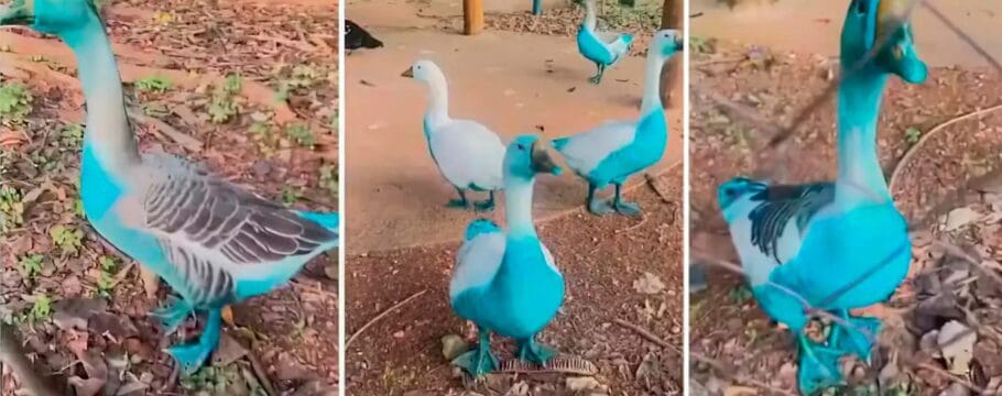 Empresas são multadas em R$ 370 mil por derramamento de corante que tingiu animais em Jundiaí