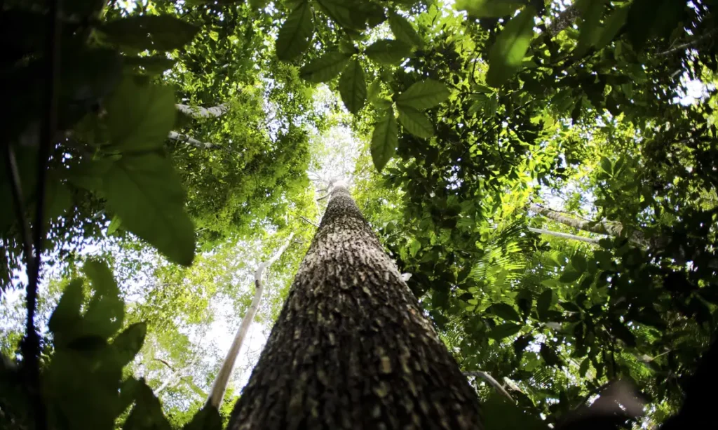 Crédito de carbono na Amazônia Legal pode gerar mais de US$ 10 bilhões até 2030