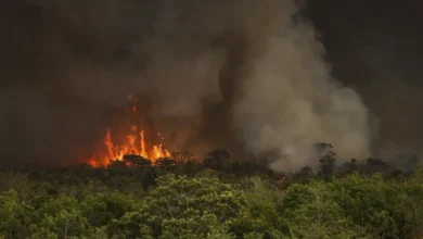 Queimadas fazem desmatamento na Amazônia crescer 92% em maio