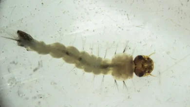 Brasil inaugura superunidade para produzir mosquitos que combatem a dengue