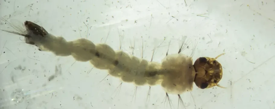 Brasil inaugura superunidade para produzir mosquitos que combatem a dengue