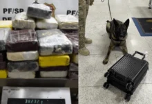 PF apreende 80 kg de drogas no Aeroporto de Guarulhos e prende dois suspeitos