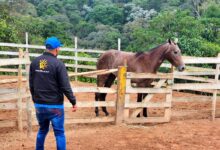 Ração contaminada pode ter causado a morte de mais de 600 cavalos no Brasil