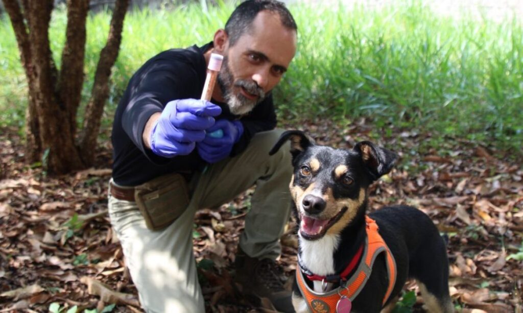 Vira‑lata resgatada se torna 2º cão perito da Polícia Científica de SP