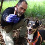 Vira‑lata resgatada se torna 2º cão perito da Polícia Científica de SP