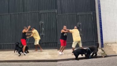 Cães e tutores se envolvem em briga durante passeio em via pública no Pará