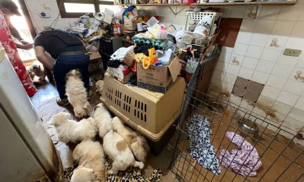 Polícia resgata cães, gatos e porcos em situação de abandono em Mairiporã