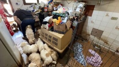 Polícia resgata cães, gatos e porcos em situação de abandono em Mairiporã