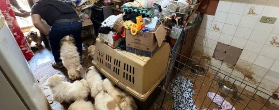 Polícia resgata cães, gatos e porcos em situação de abandono em Mairiporã