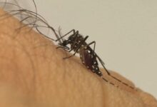 Primeira morte por dengue em 2026 coloca São Paulo em alerta; veja evolução e prevenção