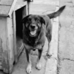 Polícia conclui investigação sobre morte do cão Orelha, indicia 3 adultos e pede internação de um adolescente