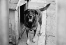 Polícia conclui investigação sobre morte do cão Orelha, indicia 3 adultos e pede internação de um adolescente