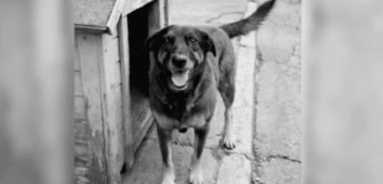 Polícia conclui investigação sobre morte do cão Orelha, indicia 3 adultos e pede internação de um adolescente