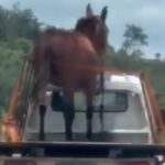 Motorista flagra cavalo solto em carroceria de caminhão em rodovia de Passos, Minas Gerais