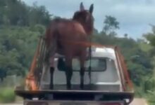 Motorista flagra cavalo solto em carroceria de caminhão em rodovia de Passos, Minas Gerais