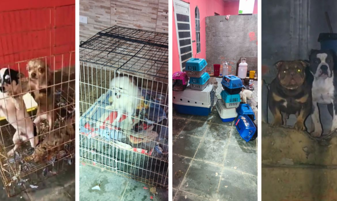 PM encontra canil clandestino com 12 ces em situao de maus-tratos na Zona Oeste de SP
