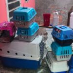 PM encontra canil clandestino com 12 cães em situação de maus-tratos na Zona Oeste de SP