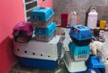 PM encontra canil clandestino com 12 cães em situação de maus-tratos na Zona Oeste de SP