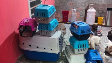 PM encontra canil clandestino com 12 cães em situação de maus-tratos na Zona Oeste de SP