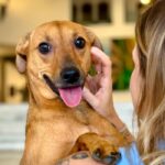 Saiba como denunciar maus-tratos a animais à polícia em São Paulo