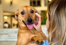 Saiba como denunciar maus-tratos a animais à polícia em São Paulo